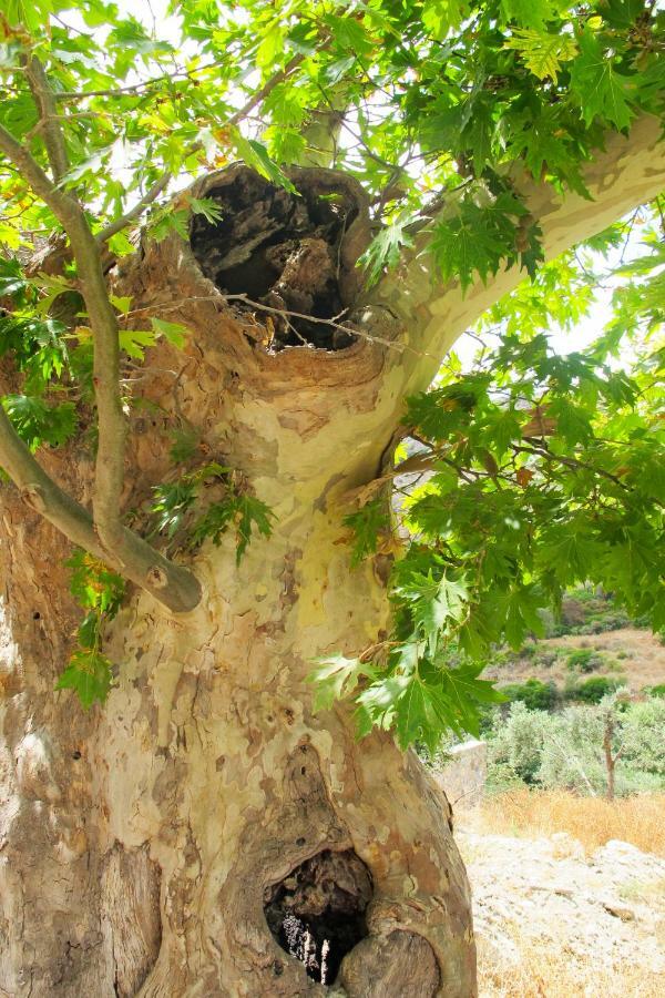 Petrakis Cretan Homes Kissamos Ngoại thất bức ảnh