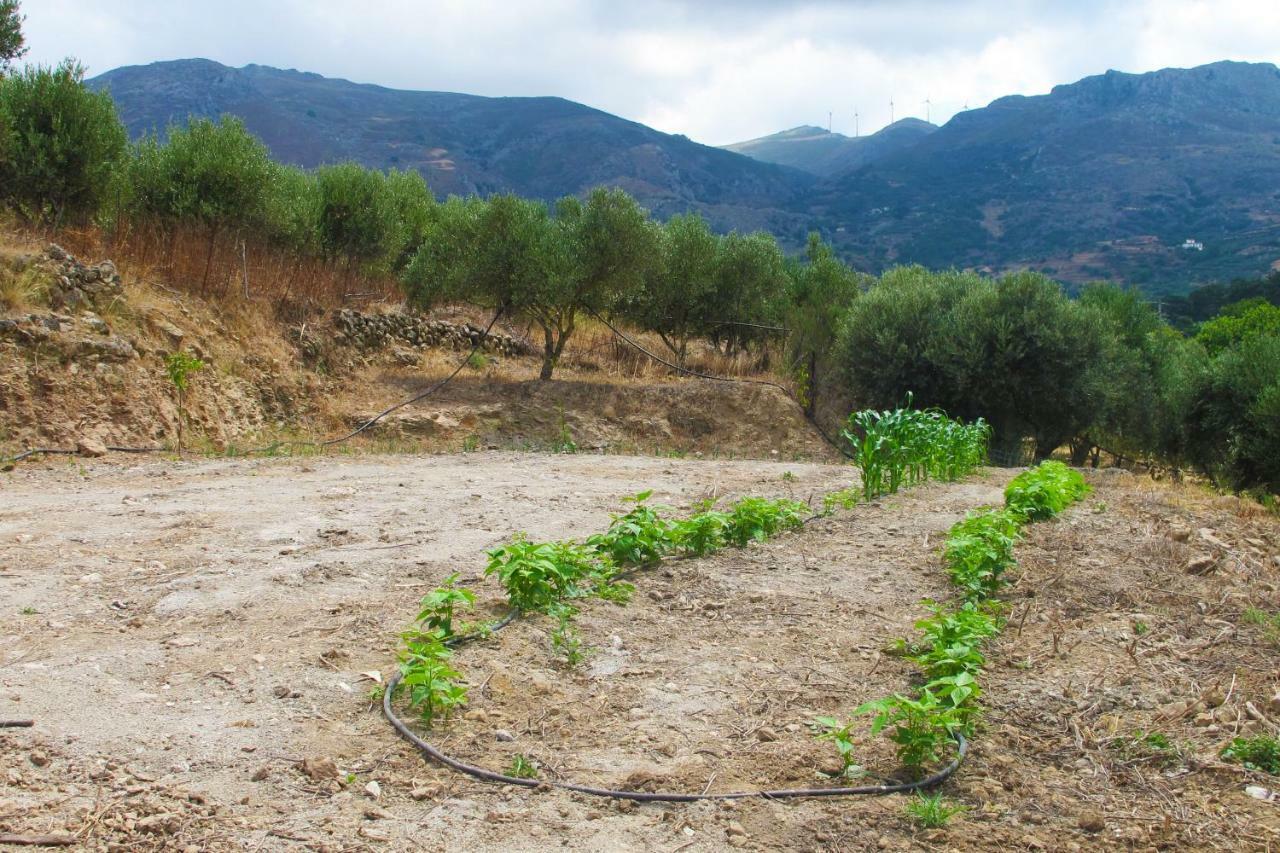 Petrakis Cretan Homes Kissamos Ngoại thất bức ảnh
